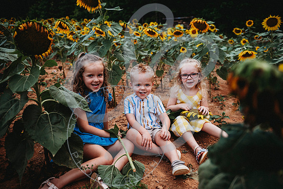Sunflower Minis - Sherri_071422_0088