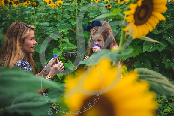 Sunflower Minis - Massie_082021_0082