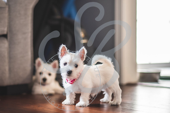 Welch Puppies_011923_0077