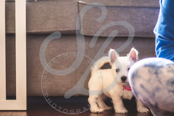 Welch Puppies_011923_0070