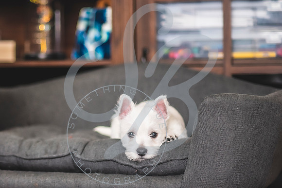 Welch Puppies_011923_0113