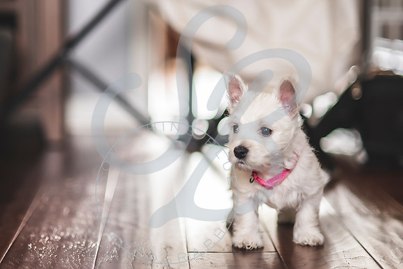Welch Puppies_011923_0126
