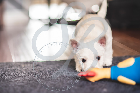 Welch Puppies_011923_0132