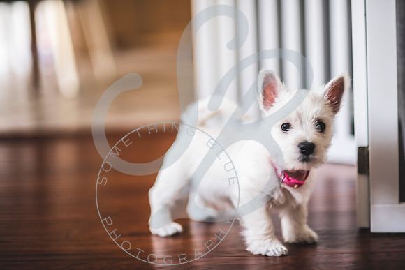 Welch Puppies_011923_0121