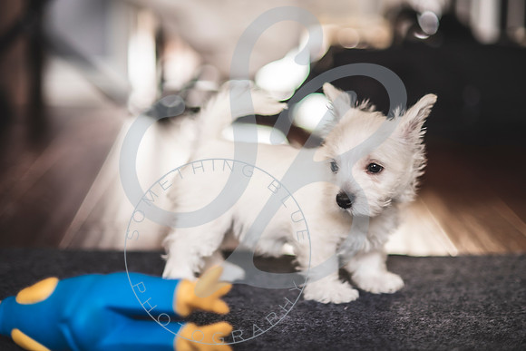 Welch Puppies_011923_0147