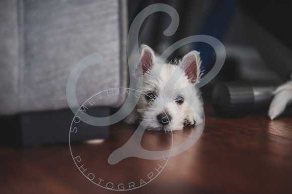 Welch Puppies_011923_0153