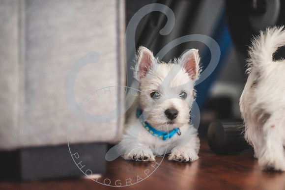 Welch Puppies_011923_0152