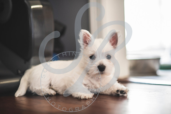 Welch Puppies_011923_0163