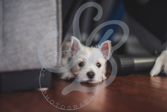 Welch Puppies_011923_0158
