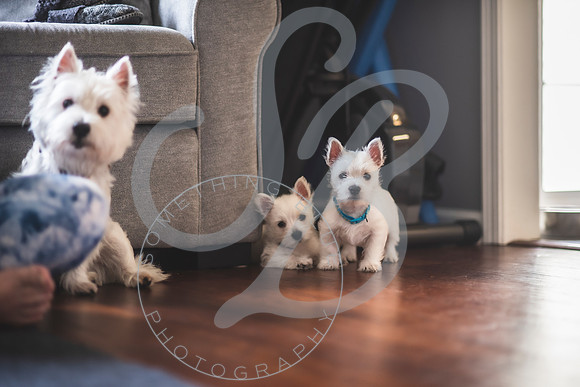 Welch Puppies_011923_0073