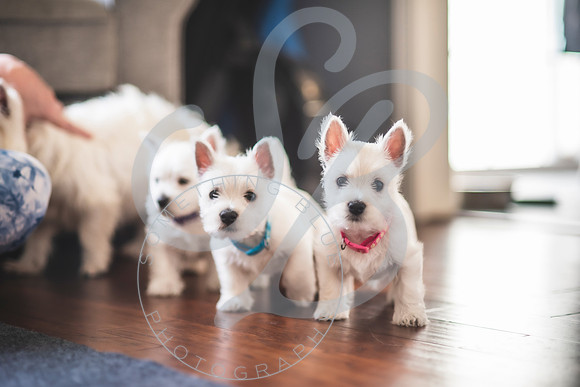 Welch Puppies_011923_0082