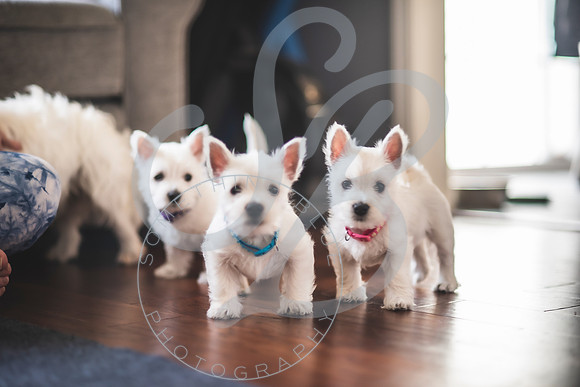 Welch Puppies_011923_0083
