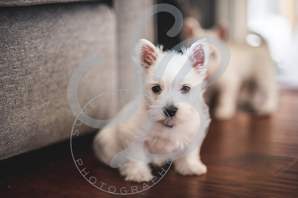 Welch Puppies_011923_0099