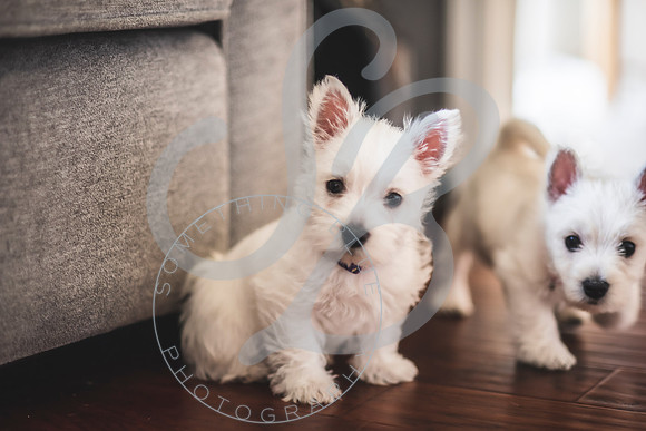 Welch Puppies_011923_0102