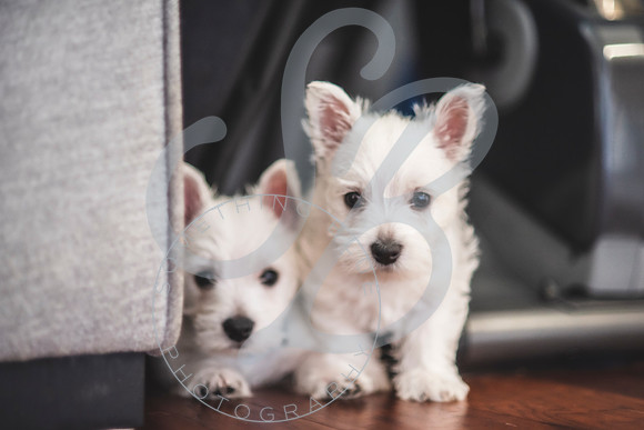 Welch Puppies_011923_0171