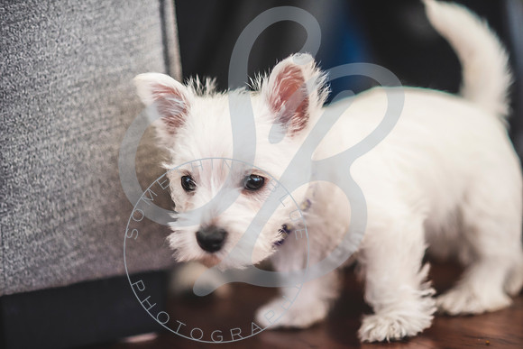 Welch Puppies_011923_0172