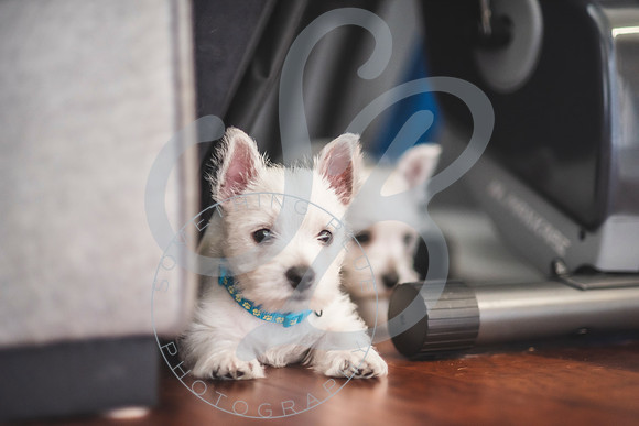 Welch Puppies_011923_0166