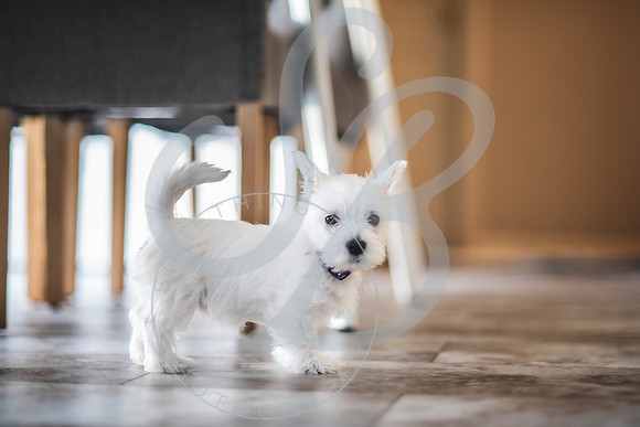Welch Puppies_011923_0176