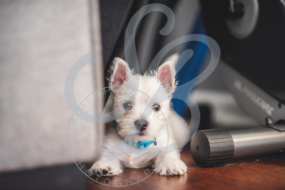Welch Puppies_011923_0177