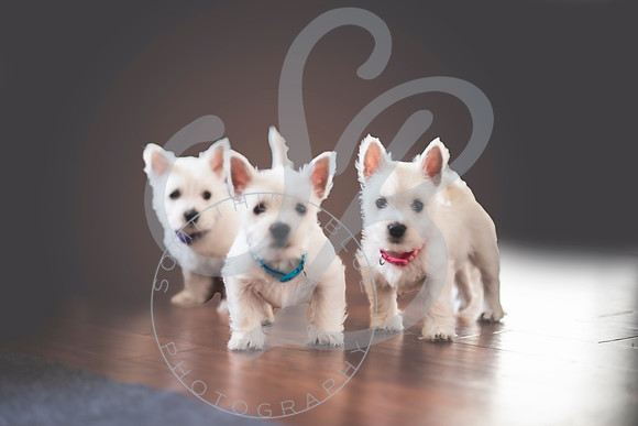 Welch Puppies_011923_0083-edit