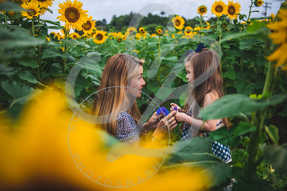 Sunflower Minis - Massie_082021_0094