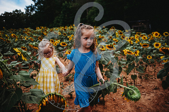 Sunflower Minis - Sherri_071422_0030