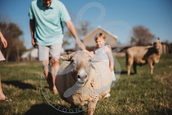 Easter Lamb Minis_040223_0531