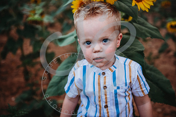 Sunflower Minis - Sherri_071422_0167