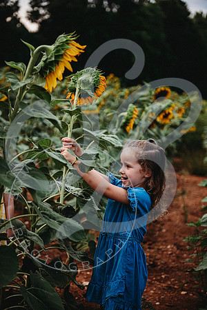 Sunflower Minis - Sherri_071422_0007