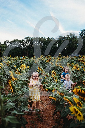 Sunflower Minis - Sherri_071422_0115