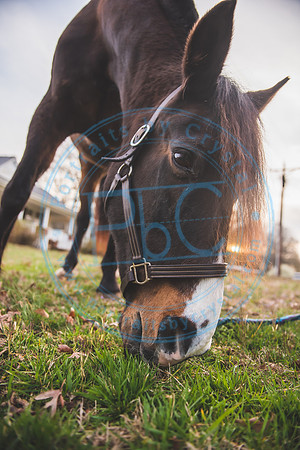 Khrystynna - Horse Work_032421_0454