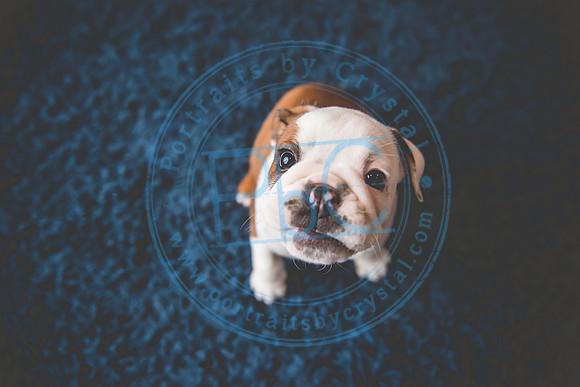 Bella - puppy newborn_042721_0175