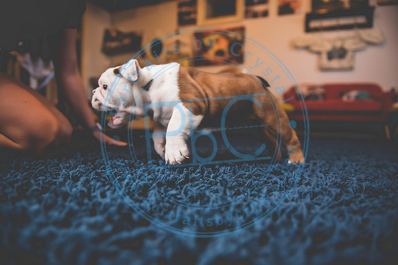 Bella - puppy newborn_042721_0166