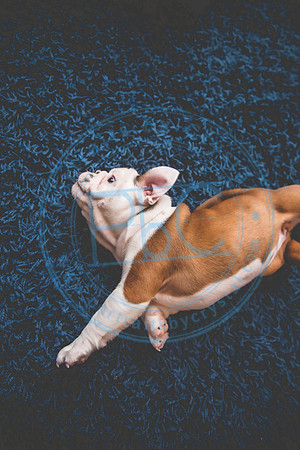 Bella - puppy newborn_042721_0167