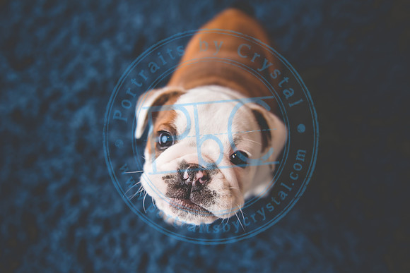 Bella - puppy newborn_042721_0182