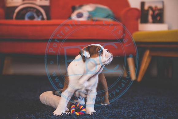 Bella - puppy newborn_042721_0208