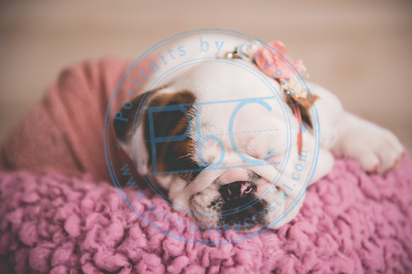 Bella - puppy newborn_042721_0240