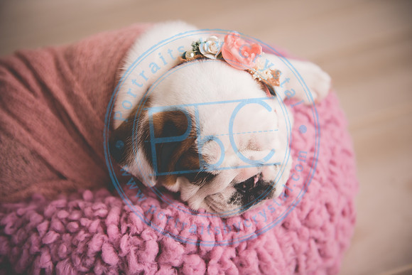 Bella - puppy newborn_042721_0242