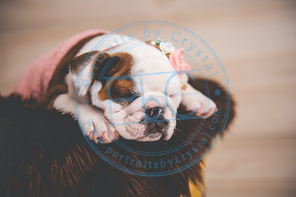 Bella - puppy newborn_042721_0251