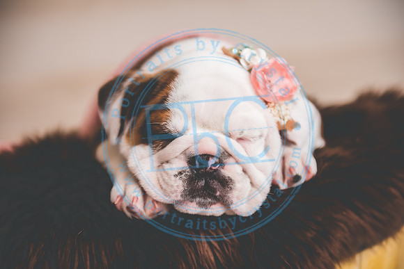 Bella - puppy newborn_042721_0255