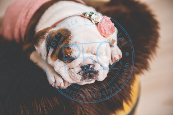 Bella - puppy newborn_042721_0256