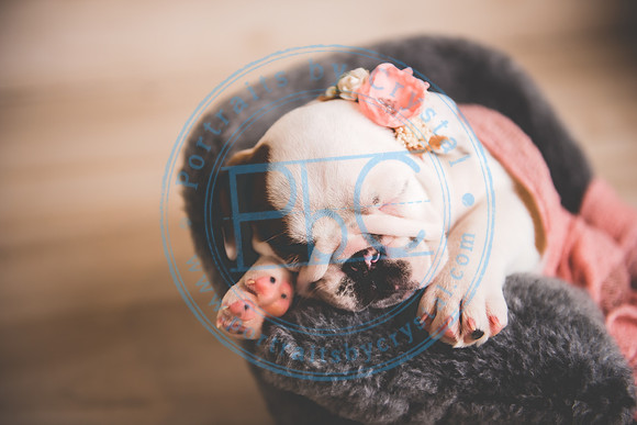 Bella - puppy newborn_042721_0258