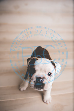 Bella - puppy newborn_042721_0004