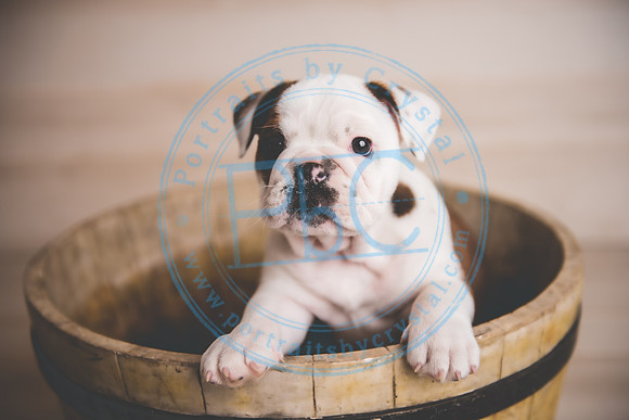 Bella - puppy newborn_042721_0020