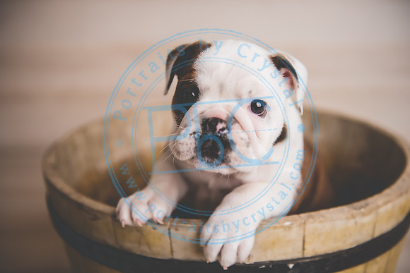 Bella - puppy newborn_042721_0028