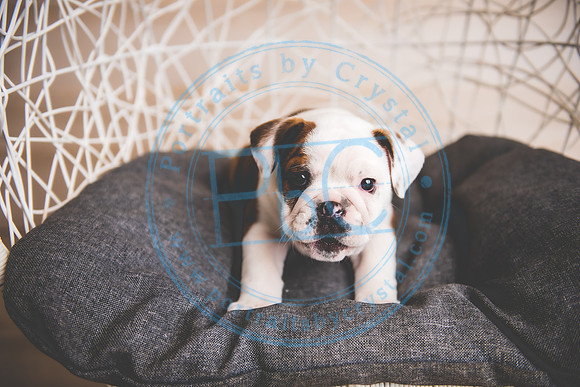 Bella - puppy newborn_042721_0034