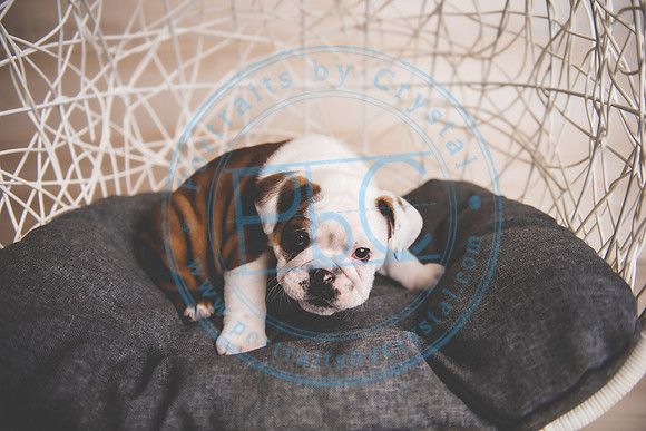 Bella - puppy newborn_042721_0056