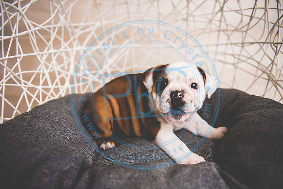Bella - puppy newborn_042721_0060