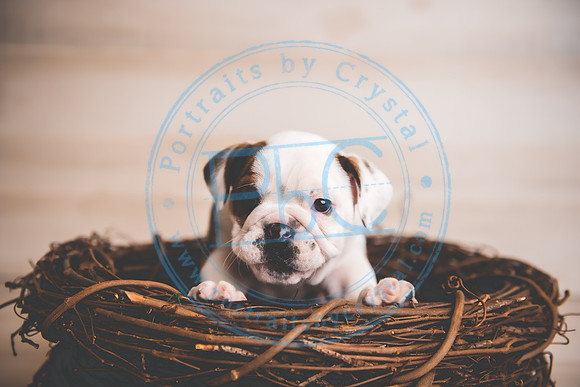 Bella - puppy newborn_042721_0099