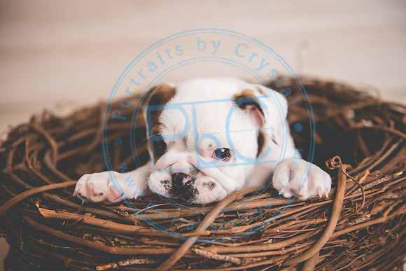 Bella - puppy newborn_042721_0108